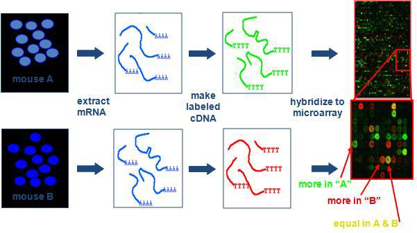 Microarray process