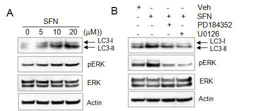 ERK activation is involved in the SFN-induced autophagy