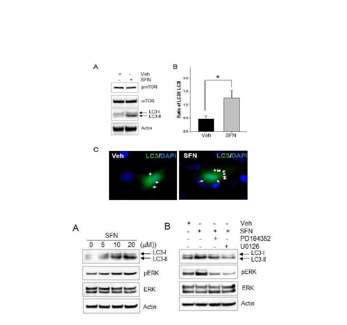 ERK activation is involved in the SFN-induced autophagy