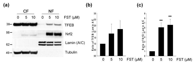 Fisetin activates Nrf2 and TFEB