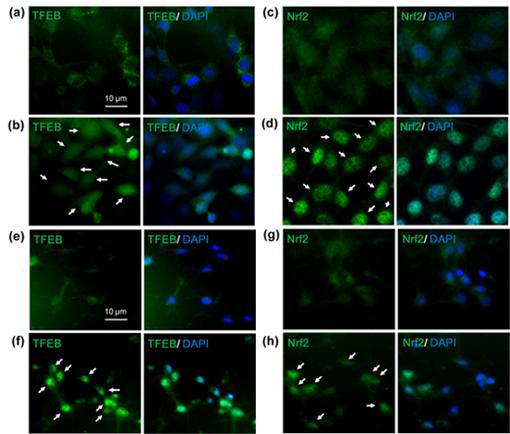 Fisetin increases the levels of TFEB and Nrf2 localized nuclei