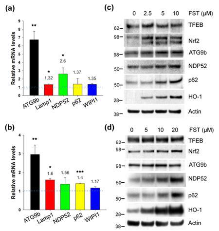 Fisetin induces autophagy and lysosomal genes