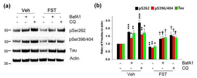 Autophagy plays a crucial role in the degradation of phosphorylated tau