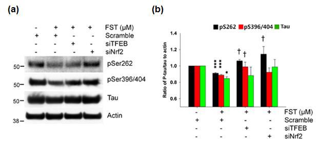 Knockdown of TFEB or Nrf2 attenuates fisetin-induced degradation of phosphorylated tau