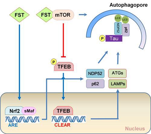 Schematic representation of the effect of fisetin on the clearance of phosphorylated tau