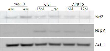 Nrf2 is activated in old mice