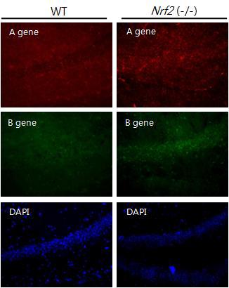 Immunohistochemical staining of A and B gene