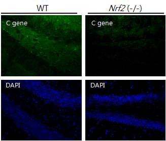 Immunohistochemical staining of C gene