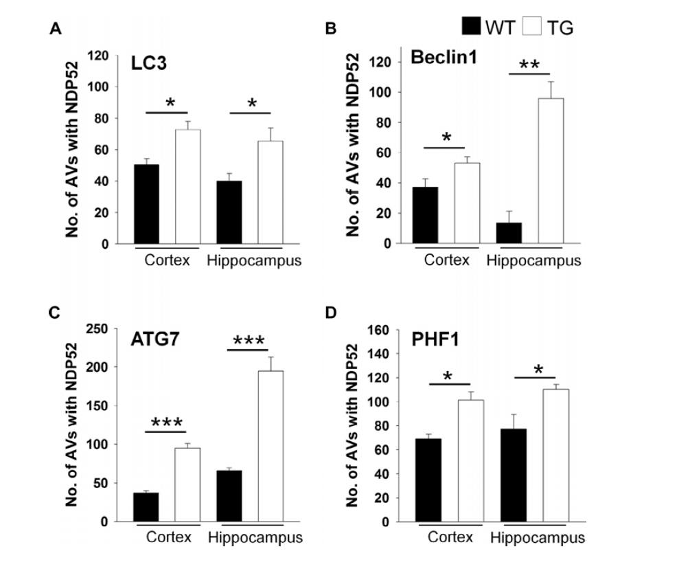 Autophagic vesicles increase in the brains of TG mice