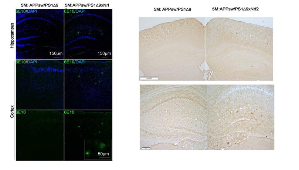 Comparison of the number of amyloid plaques between alzheimer’s model mice