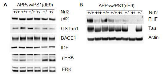 Comparison of Nrf2-downstream genes and tau in hippocampal extracts