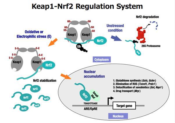 Nrf2 조절기작 모식도