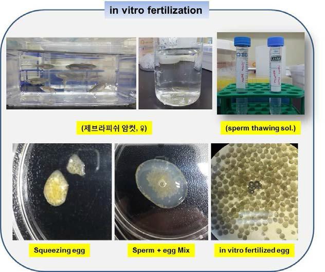 제브라피쉬 in vitro fertilization