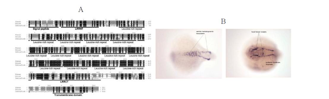 (A) Zebrafish, mouse, human에서의 lrrc15 유전자 sequence homology 비교, Lrrc15 유전자 발현 양상(B)