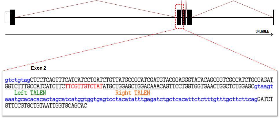 제브라피쉬 plp2 유전자의 genome 구조 및 TALEN 타겟 염기서열