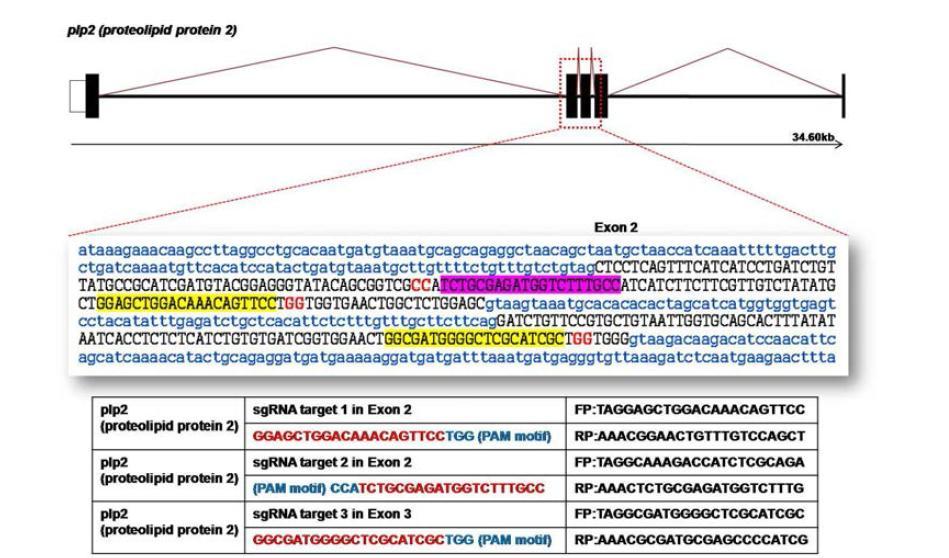 제브라피쉬 plp2 유전자의 genome 구조 및 RGEN 타겟 염기서열