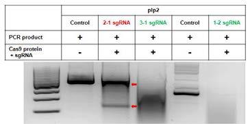 plp2-RGEN을 이용한 in vitro cleavage assay