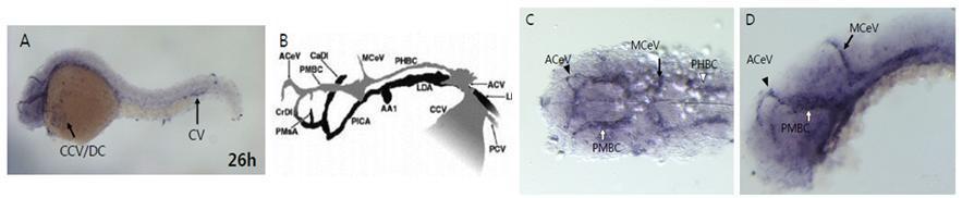제브라피쉬 head vessel 및 caudal vein에서 Lrrc15 발현 양상. (A) 26 hpf embryo (B) vascular map of 26hpf embryo vessel (Sumio Isogai, 2001) (C) dorsal veiw of 26 hpf head and (D) lateral view of 26hpf head. Common cadinal vein (CCV) /duct of Cuvier (DC), Anterior cerebral vein (ACeV), Middle cerebral vein (MCeV), Primordial hindbrain channel (PHBC).