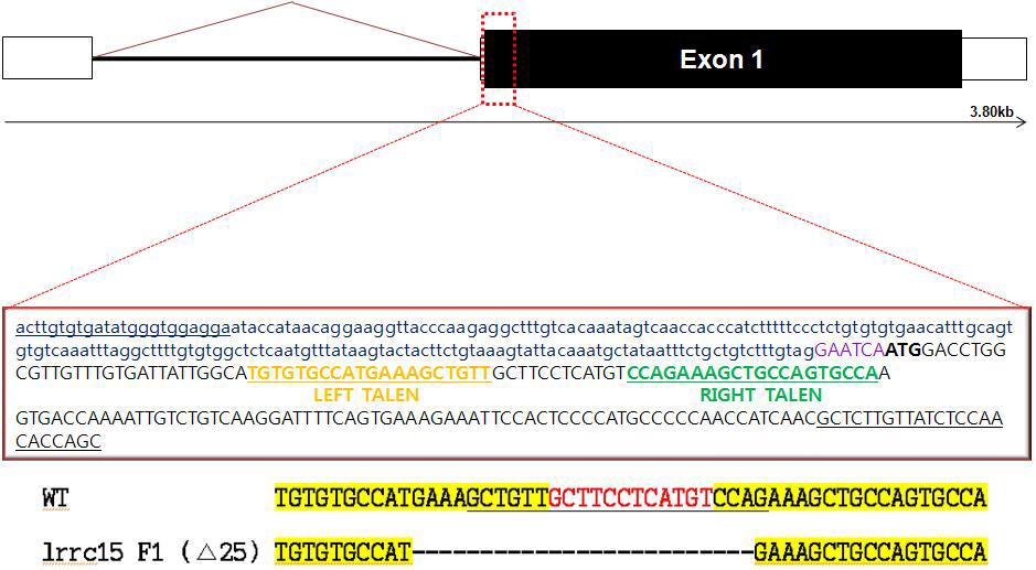 lrrc15 유전자의 genome 구조와 lrrc15-TALEN F1 돌연변이체 (△25bp)의 염기서열