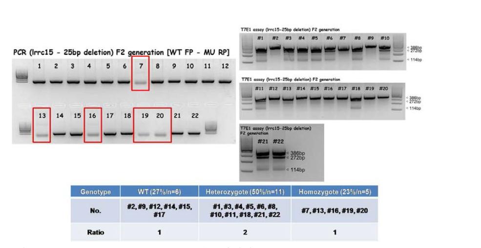 lrrc15-TALEN F2 돌연변이체의 genotyping (PCR, T7E1 assay)