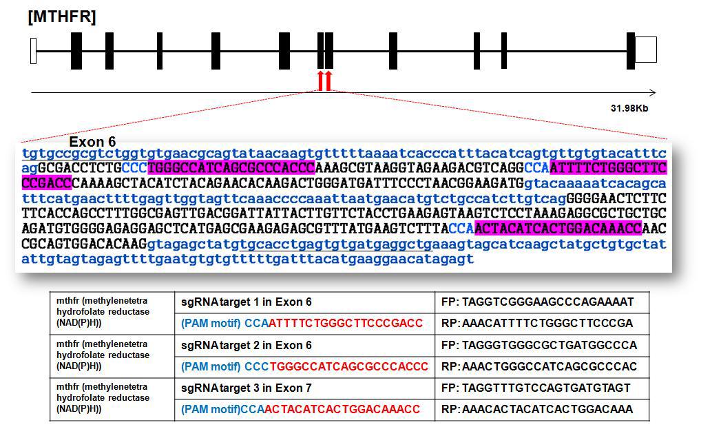 제브라피쉬 mthfr 유전자의 genome 구조와 RGEN의 타겟 염기서열