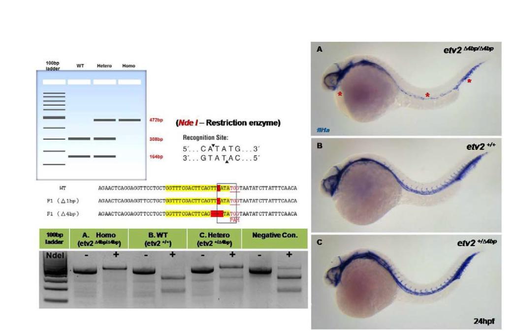 etv2-RGEN 돌연변이체의 혈관발생에서의 영향 및 RFLP를 이용한 genotyping