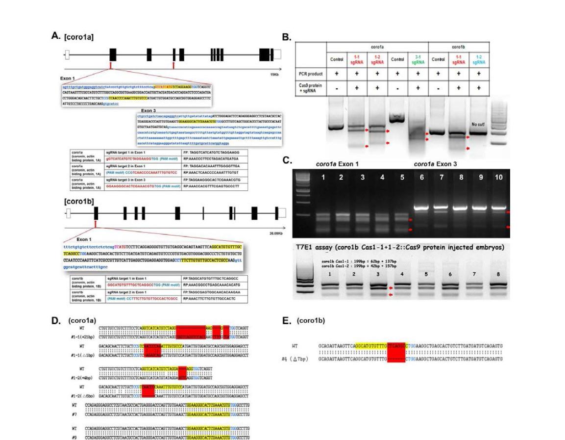 coronin1a, 1b-RGEN (sgRNAs) 시스템의 효율성 검증