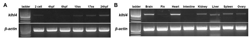 . Klhl4 유전자 발생시기별 조직별 발현분석