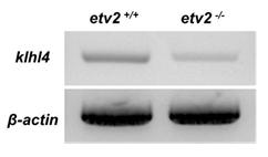 etv2-homozygote에서 klhl4 발현 분석