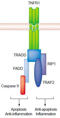 TNFα에 의한 세포내 신호전달체계