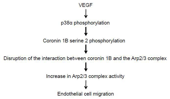 Coronin1B serine 2 인산화에 의한 혈관내피세포 이동 모델