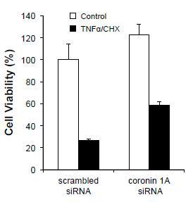 Coronin1A 발현 억제에 의한 혈관내피세포의 생존 증가