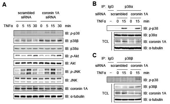 Coronin1A의 발현이 억제된 혈관내피세포에서 p38β 발현과 TNFα에 의한 활성이 증가된 모습