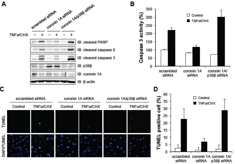 Coronin1A 의 발현이 억제된 혈관내피세포 생존에서 p38β의 역할