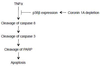 TNFα에 의한 혈관내피세포 사멸에서 coronin1A 역할