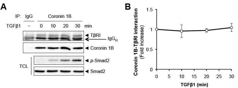 혈관평활근세포에서 coronin1B와 TβRI과의 결합