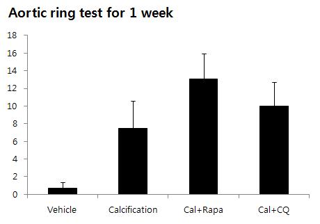 Aortic ring을 calcification 유도 배양 조건에서 1주일 배양한 후 측정된 calcium 농도