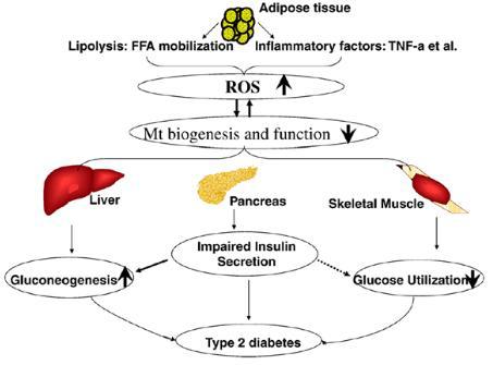 비만과 인슐린저항증 및 지방세포의 대사조절-염증반응