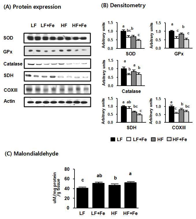 간에서의 anti-oxidative activity와 미토콘드리아 기능