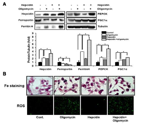 Hepcidin 과발현을 통한 ROS 생성, 철분 축적 및 당신생합성인자들의 발현 변화