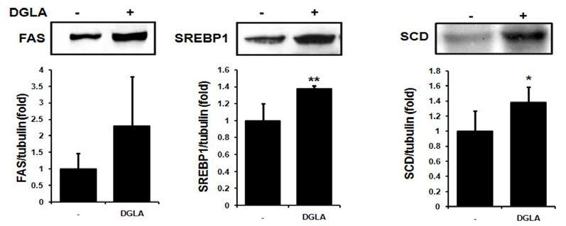 DGLA-BSA에 따른 lipid metabolism의 관련 인자들의 발현 변화