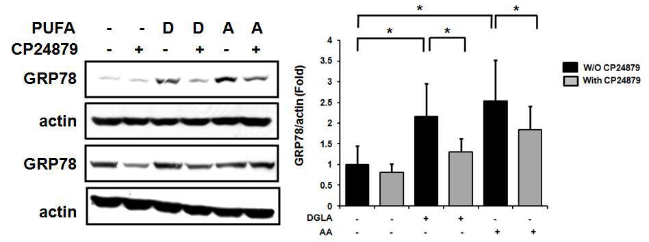 Δ6/Δ5 desaturase의 억제에 따른 DGLA-BSA 및 AA-BSA에 의한 GRP78의 발현 변화