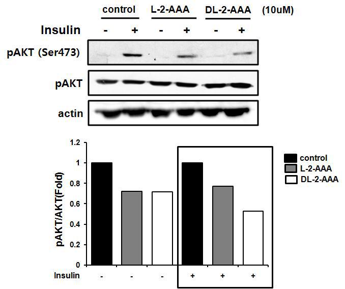 근육세포에서의 2-AAA의 isoform들과 AKT의 인산화 발현 변화