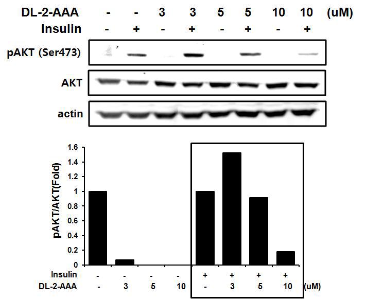 근육세포에서의 DL-2-AAA와 AKT의 인산화 발현 변화