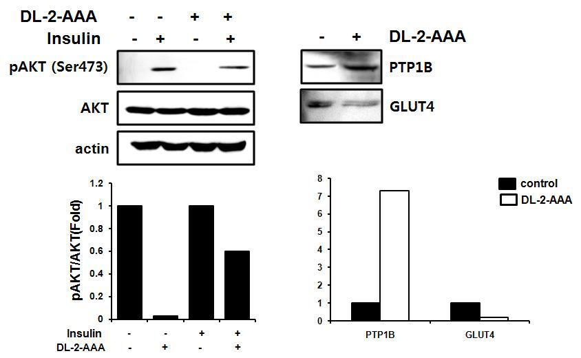 근육세포에서의 DL-2-AAA와 insulin signaling 관련 인자들의 발현 변화