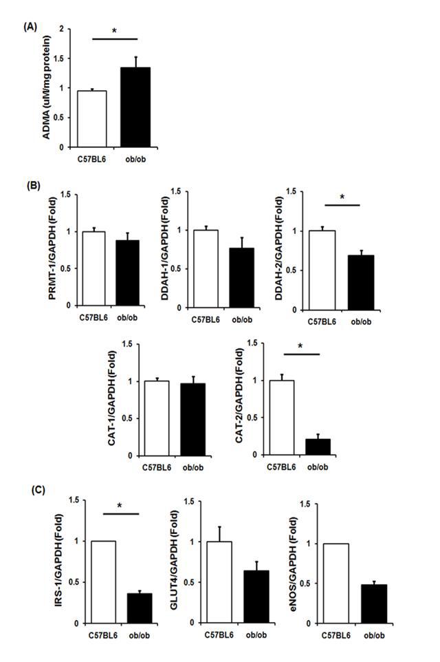인슐린 저항증 동물모델에서의 ADMA 및 관련인자들의 mRNA level