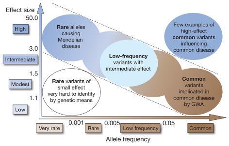 Genetic variants의 allele frequency와 effect sizes