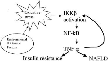 인슐린 저항증과 inflammatory cytokines