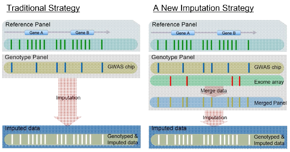 exome array를 이용하는 imputation 개선 방법