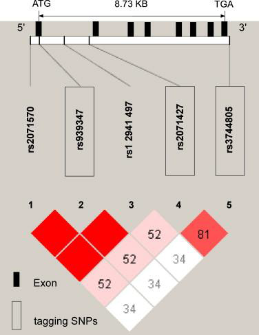 haplotype block 기반 tagging SNP 선별의 예